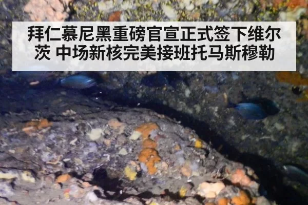 拜仁慕尼黑重磅官宣正式签下维尔茨 中场新核完美接班托马斯穆勒